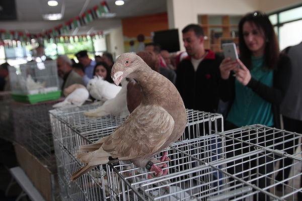 Filistin'de 'çiçek ve kuş fuarı' açıldı