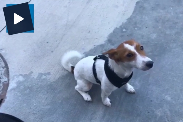 Köpeğin suçluluk psikolojisi güldürdü