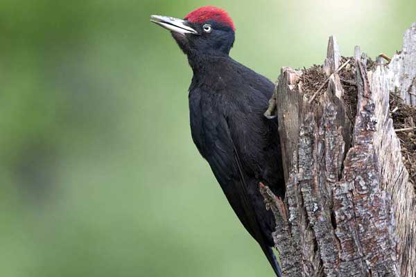 Fransa’nın kuş popülasyonu tarım ilaçları nedeniyle çöküşte