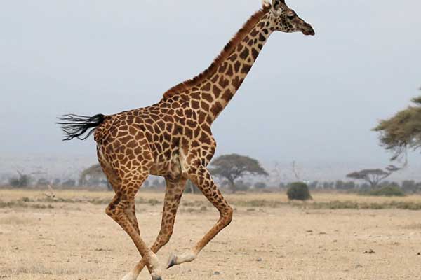 Zürafalar da yok oluyor