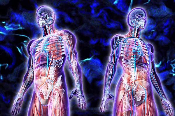 İnsan vücudunda yeni bir organ keşfedildi