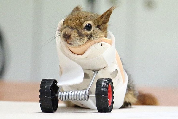 Kapanda kollarını kaybeden sincaba protez kol takılacak