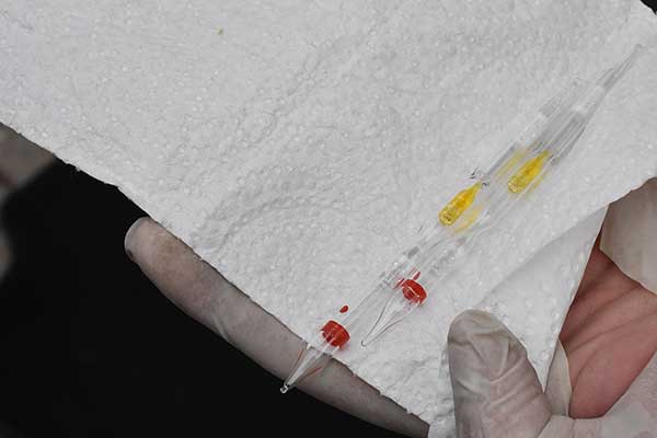 Bilecik'te 'yılan zehri' operasyonu