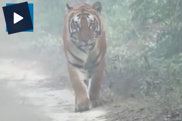 Korkunç görüntüler: 22 insanı öldüren kaplan böyle yakalandı