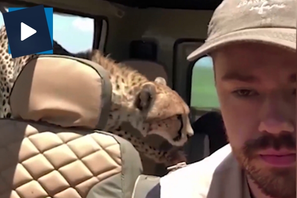 Safari turunda cipe vahşi çıta girdi!