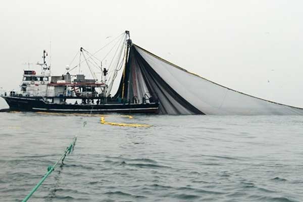Mezgitin fiyatı kalkanı yakaladı