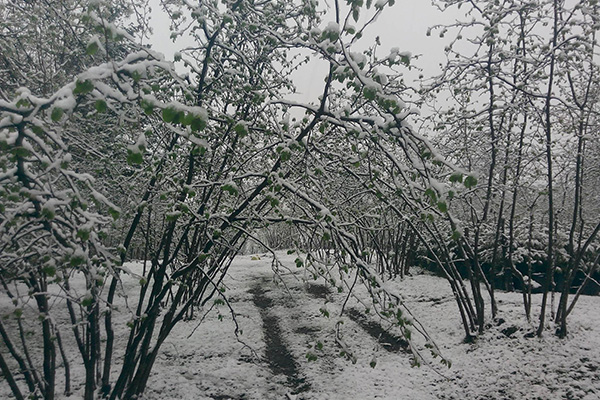 Ordu'da kar yağışı fındık üreticilerini endişelendirdi