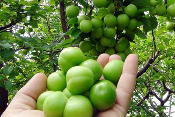 Eriğin kilogramı 25 liraya düştü