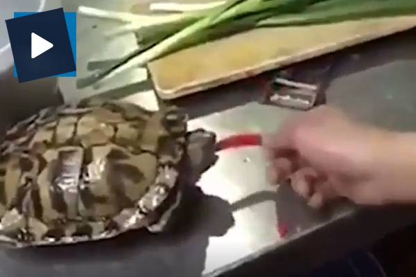 Kaplumbağaya büyük işkence