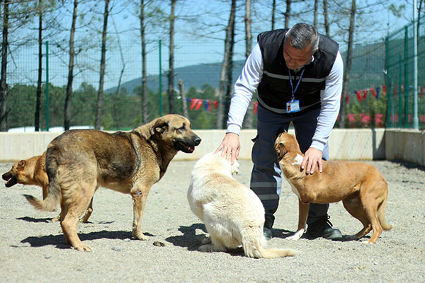 İstanbul'a yeni hayvan barınağı