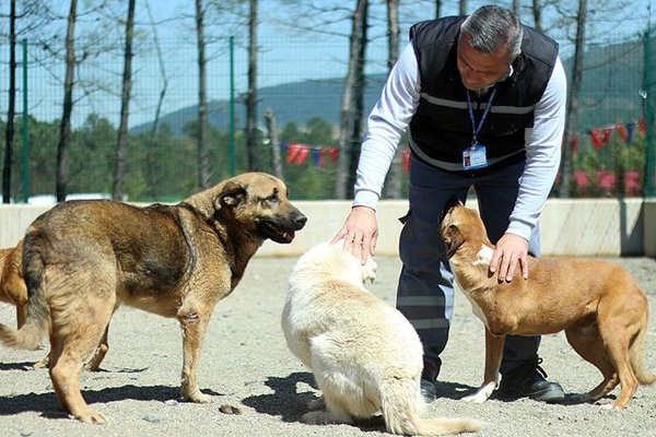 Dünyanın ikici büyük hayvan barınağı Tepeören'de açıldı