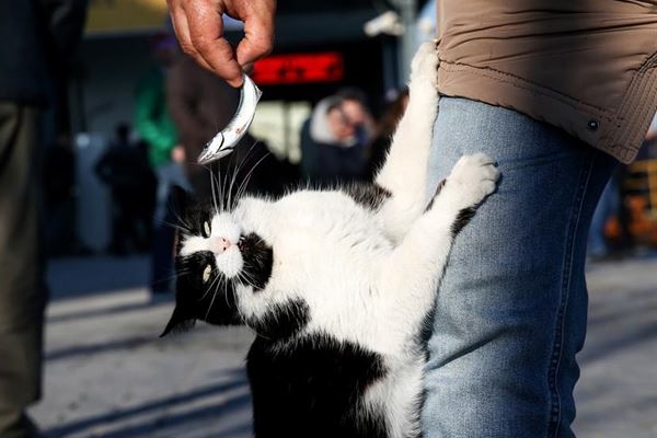 İstanbul'un asıl müdavimleri