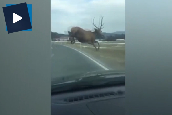 Otomobille yarışan geyikten fantastik final