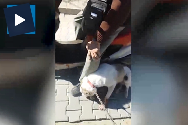 Zavallı köpeği kilometrelerce sürüklerken yakalanan cani