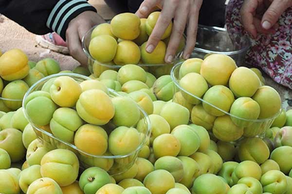 Mersin'de örtü altında ilk kayısı hasadı