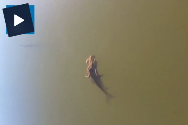 Üşengeç kurbağa, balığa taksi muamelesi yapıyor