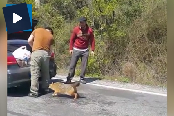 Çakalı beslemeye çalışan gençler yem oluyordu