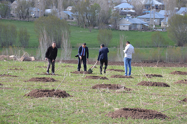 Ağrı'ya 19 bin meyve fidanı dikiliyor