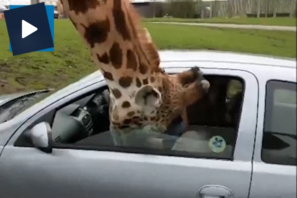 Zürafanın başını cama sıkıştıran kadın