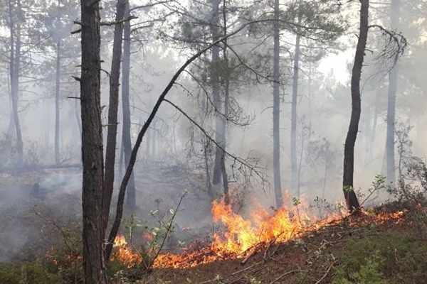 1 hektarlık orman kül oldu