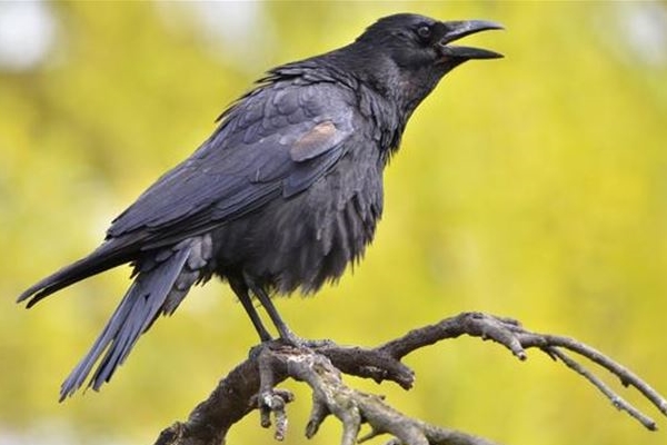 Kargalar ölen karga için bakın ne yapıyor?