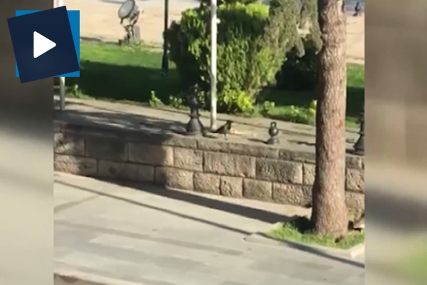 Kahraman farenin, kedi ve kargayla mücadelesi kamerada