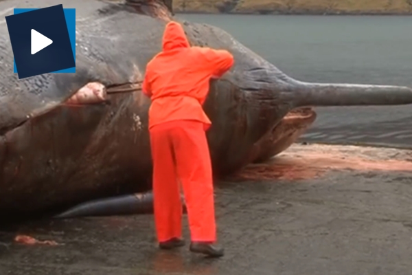 50 tonluk ölü balina bomba gibi patladı!