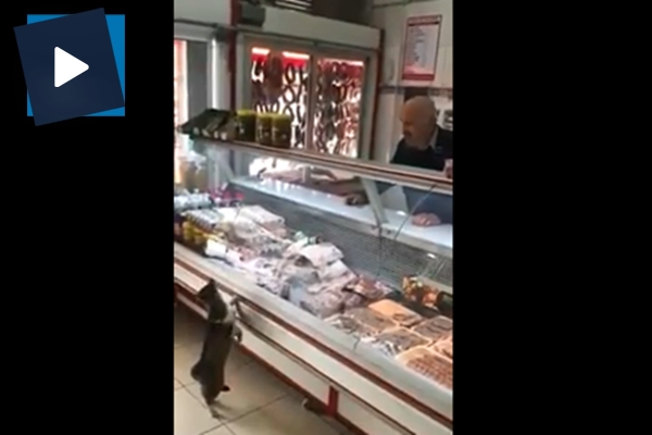 Kasap ile kedinin ilginç diyaloğu kamerada