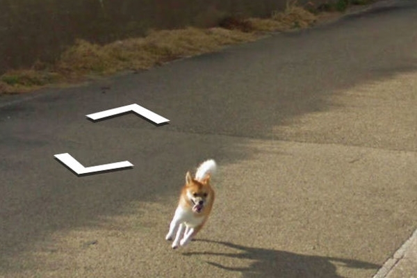 Google Maps'i takip eden köpek