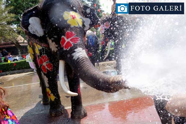 Tayland'da insanlarla fillerin su savaşı
