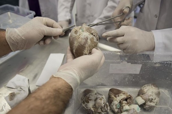 Lise öğrencilerine hayvan dokusuyla eğitim