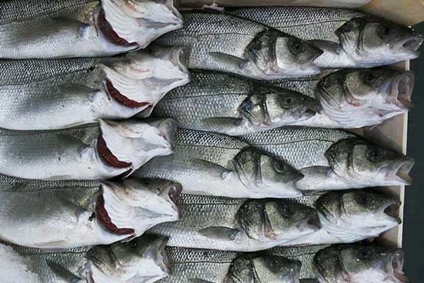 'Bu sezon tutulan balık yüzde 60 azaldı'