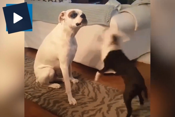 Yavru köpeğin sevimli halleri sosyal medyayı salladı