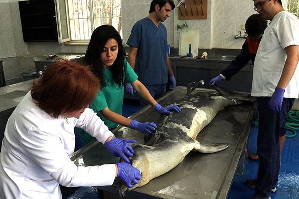 İzmir'de bulundu! Nesli tehlike altında