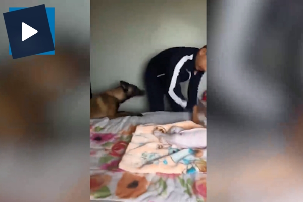 Alman çoban köpeğinin koruma içgüdüsüne hayran kalacaksınız