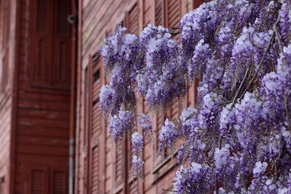 Erguvanlar turistlerin ilgi odağı oldu