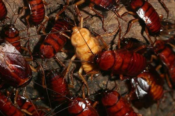 Çin 6 milyar hamam böceği üretiyor