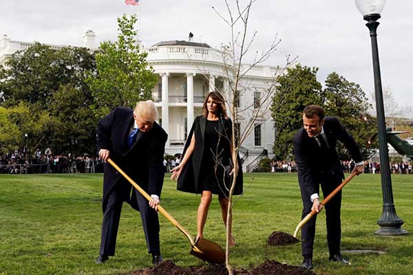Diktikleri ağaç karantinaya alındı