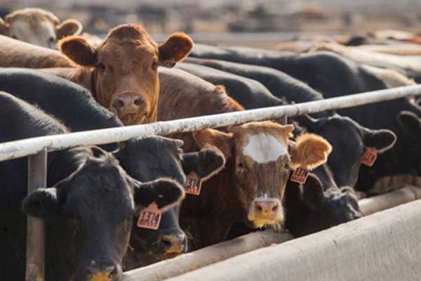 İrlanda'dan 2 bin sığır daha yola çıkıyor!