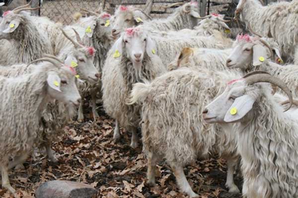 Ankara keçisinin yünü kullanımdan kalkıyor