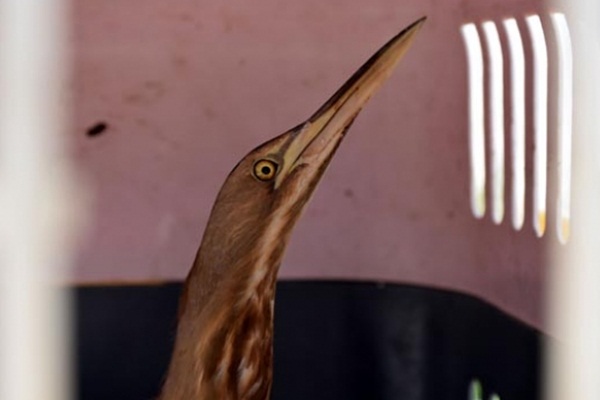 Yol kenarında bulundu, tedavi altına alındı