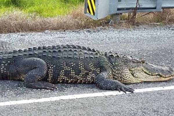 Timsah bir aileyi yok etti