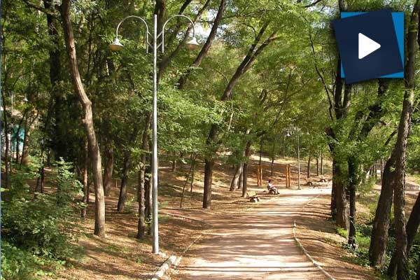 Maçka Parkı'ndan taşınan ağaçlar ne durumda?