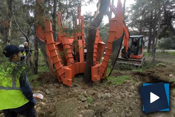 ROOTBALL yöntemiyle ağaç sökmek