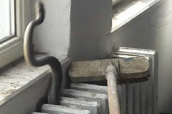Kalorifer peteğinden yılan çıktı okul boşaltıldı