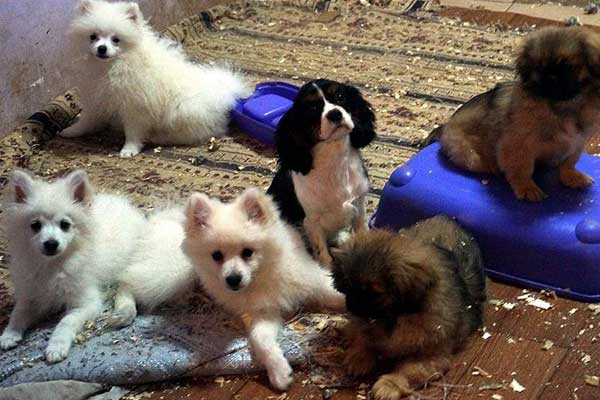 Yurda kaçak getirilen 30 köpek için ihale yapıldı