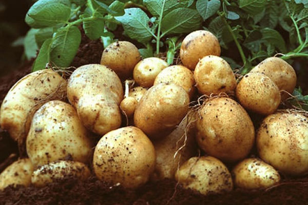 Bu yıl Patates bol ve ucuz olacak