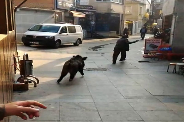 İstanbul'un ortasında domuz saldırısı