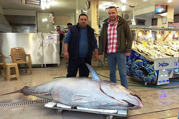 403 kiloluk 'dev orkinos' oltaya geldi