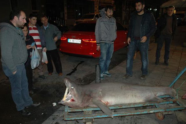 Marmara Denizi'nde köpek balığı